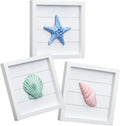 3D Coastal Seashell Wall Decor Set